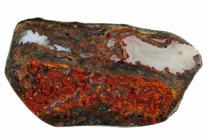 Polished Cruentus Agate Section - Kerrouchen, Morocco #187128